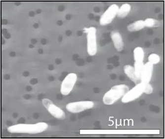 GFAJ-1 grown on phosphorus GFAJ-1 grown on phosphorus