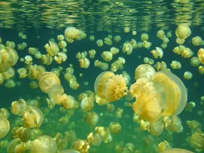 jellyfish jellyfish