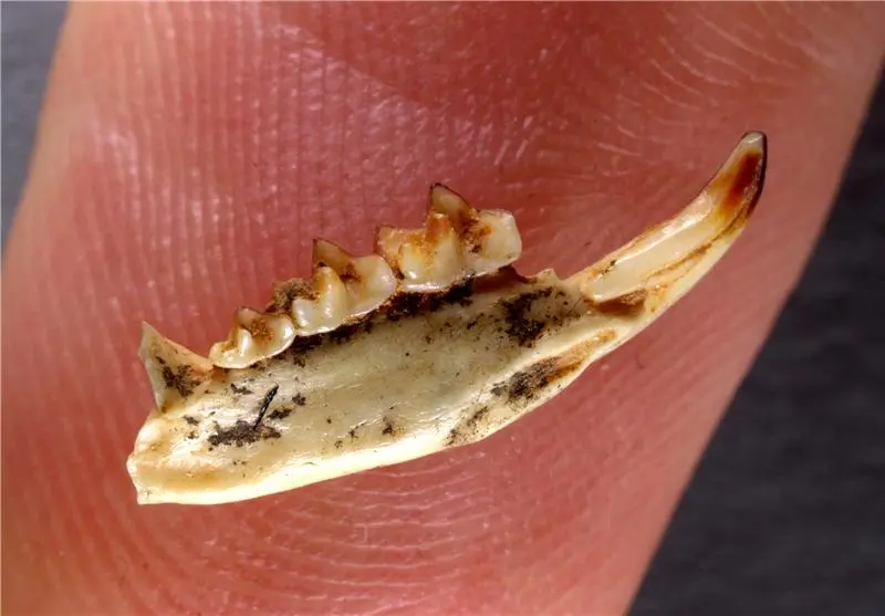 Dolinasorex glyphodon mandible