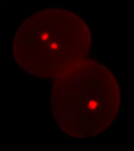 pollen red sperm cells discovery pollen red sperm cells discovery