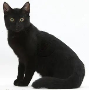 blackcat