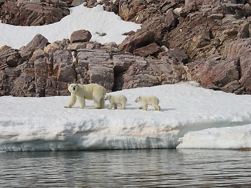 Polar Bear mother and cubs, by Alastair Rae, via Flickr.com Polar Bear mother and cubs, by Alastair Rae, via Flickr.com