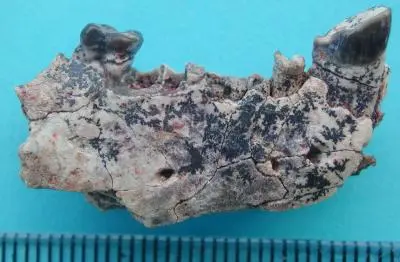Ganlea Megacanina Ganlea Megacanina