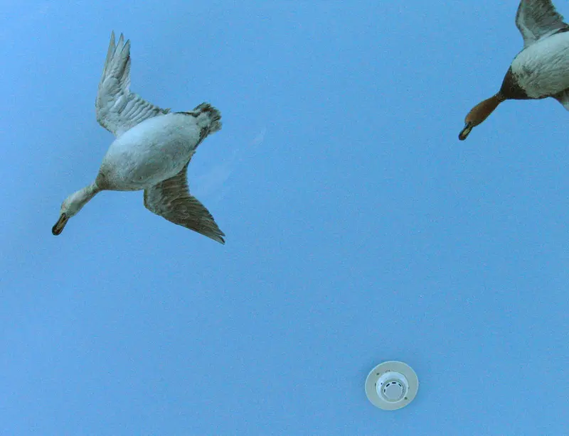 Blue painted ceiling, suspended birds, and smoke detector in the Milwaukee Public Museum, by Beige Alert (Beigephotos) on Flickr.com Blue painted ceiling, suspended birds, and smoke detector in the Milwaukee Public Museum, by Beige Alert (Beigephotos) on Flickr.com