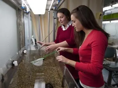 Julie Desjardins postdoctoral researcher in biology and Jill Klausner undergraduate work with African cichlid fish Julie Desjardins postdoctoral researcher in biology and Jill Klausner undergraduate work with African cichlid fish