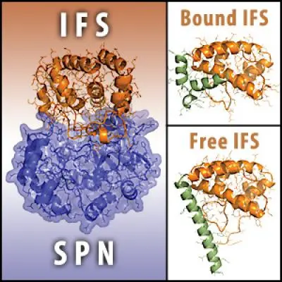 Streptococcus pyogenes beta-NAD+ glycohydrolase SPN