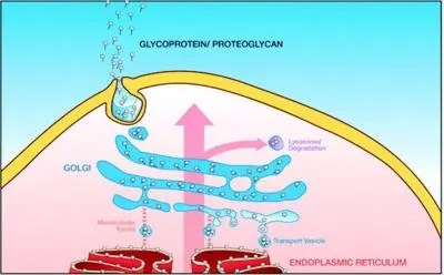 artificial Golgi Organelle artificial Golgi Organelle