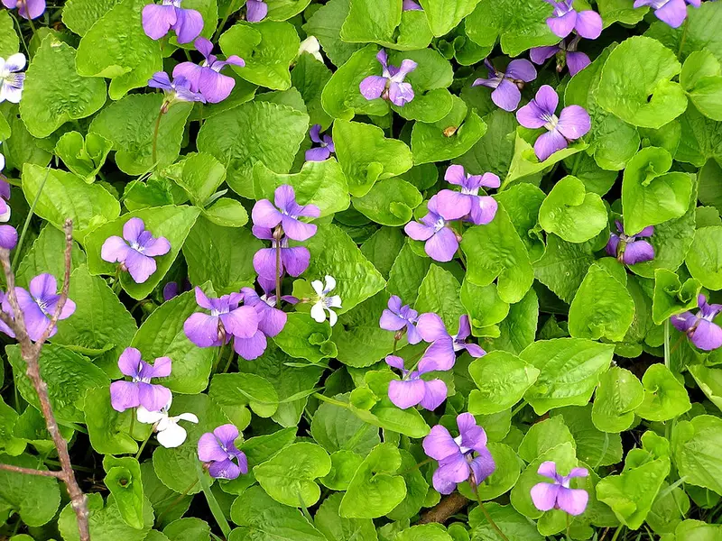 Carpet of wild violets, by Calliope/Muffet, via Flickr.com Carpet of wild violets, by Calliope/Muffet, via Flickr.com