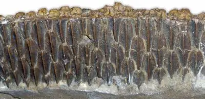 hadrosaur Edmontosaurus lower jaw teeth