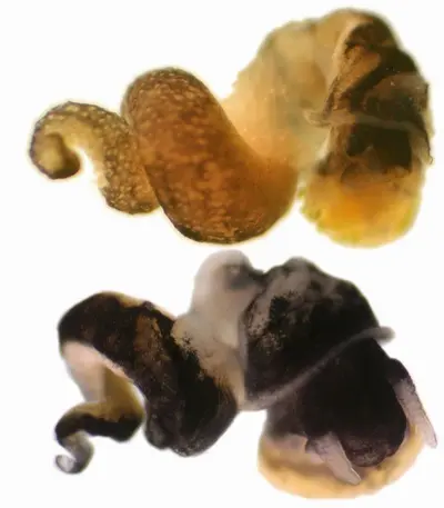 Potamopyrgus antipodarum Potamopyrgus antipodarum
