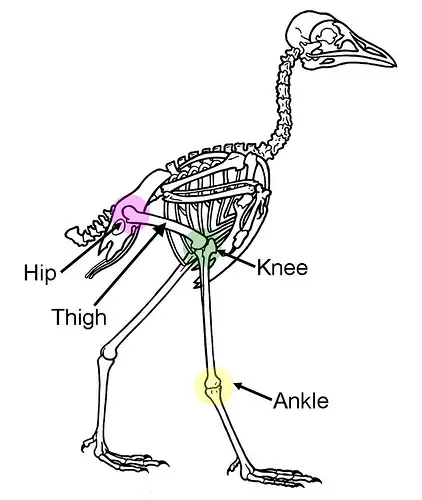 birds are not dinosaurs knee structure birds are not dinosaurs knee structure
