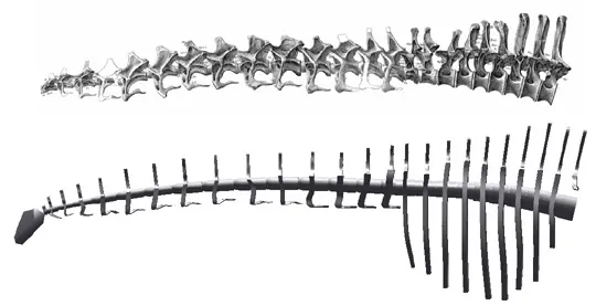 Apatosaurus louisae