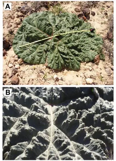 Rumex hymenosepalus self-irrigating desert rhubarb