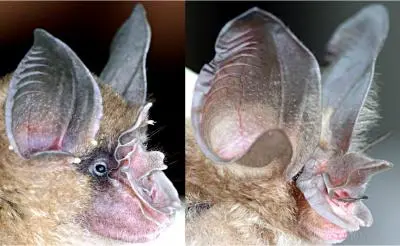 Rhinolophus paradoxolophus Rhinolophus paradoxolophus