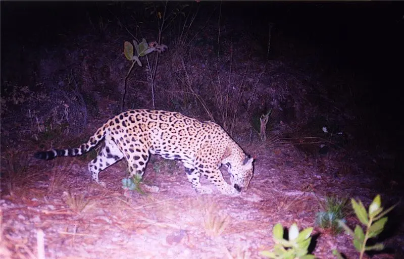 Mexico jaguar Mexico jaguar