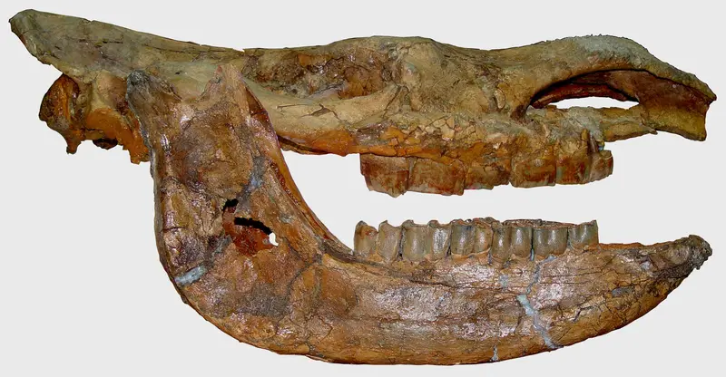 Coelodonta thibetana