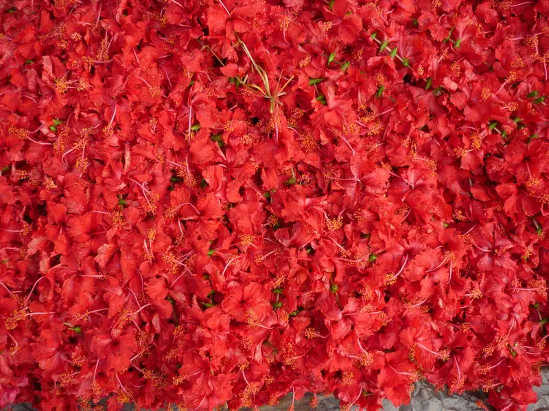 Hibiscus rosa sinesis is offered to Goddess Kali at Kolkatta by devotees 