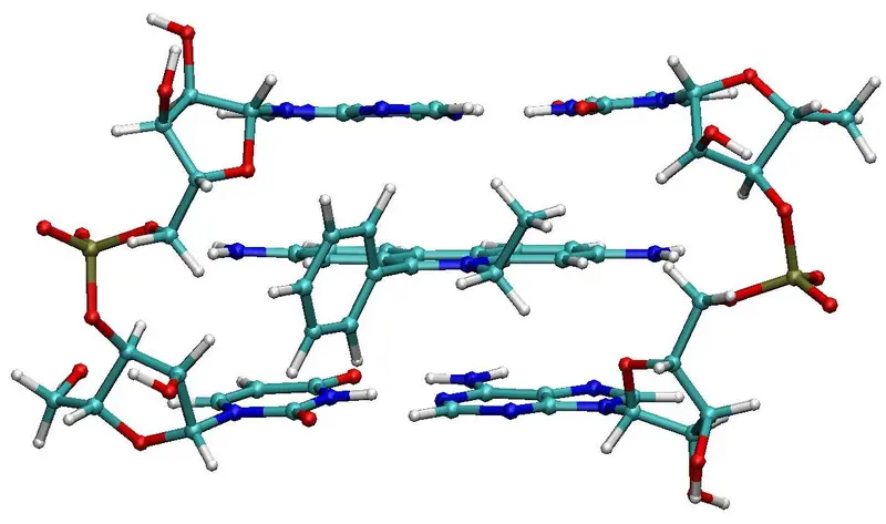 Molecular structure of ethidium intercalated between two pairs of adenine-uracil base pairs, by Karol Langner, via Wikimedia Commons Molecular structure of ethidium intercalated between two pairs of adenine-uracil base pairs, by Karol Langner, via Wikimedia Commons