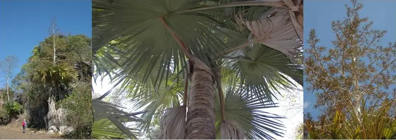 Tahina spectabilis