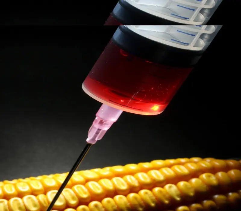 gmos_20are_20a_20pesticide_20sponge