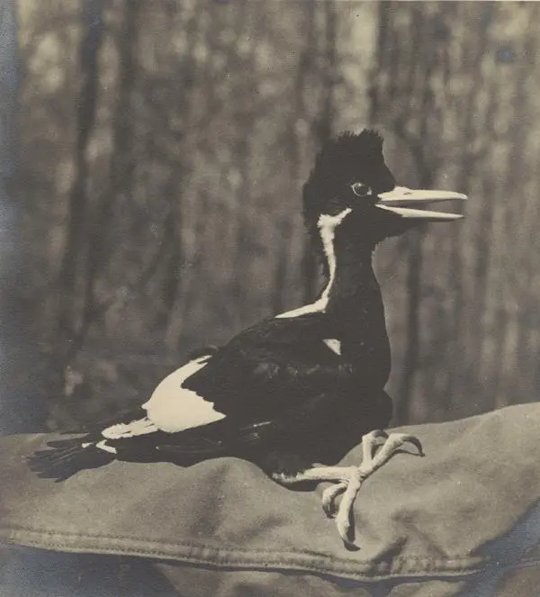 Ivory billed woodpecker