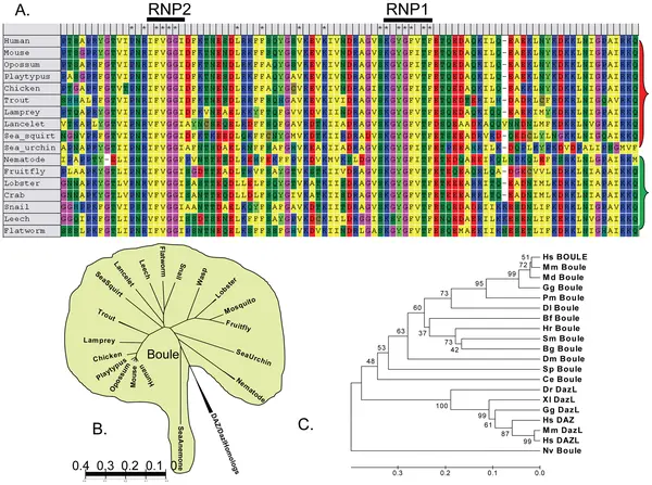 Conservation and prevalence of Boule proteins among animals Conservation and prevalence of Boule proteins among animals