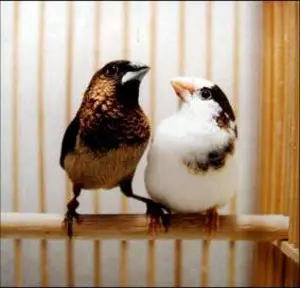Bengalese finch Bengalese finch