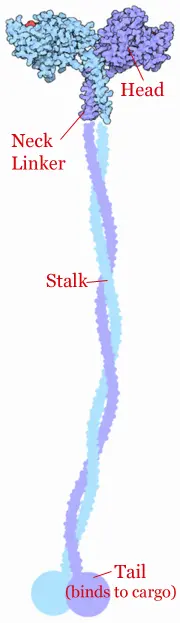 Kinesin Kinesin