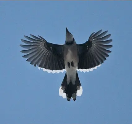 Blue Jay in flight
