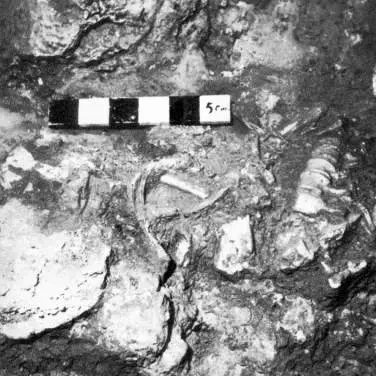 Shanidar 3 Mesopotamian Iraq Neaderthal Shanidar 3 Mesopotamian Iraq Neaderthal