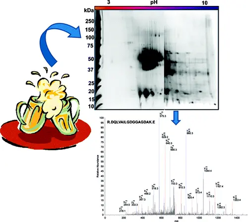 beer proteome beer proteome