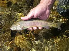 paiute_cutthroat_trout_oncorhynchus_clarkii_seleniris