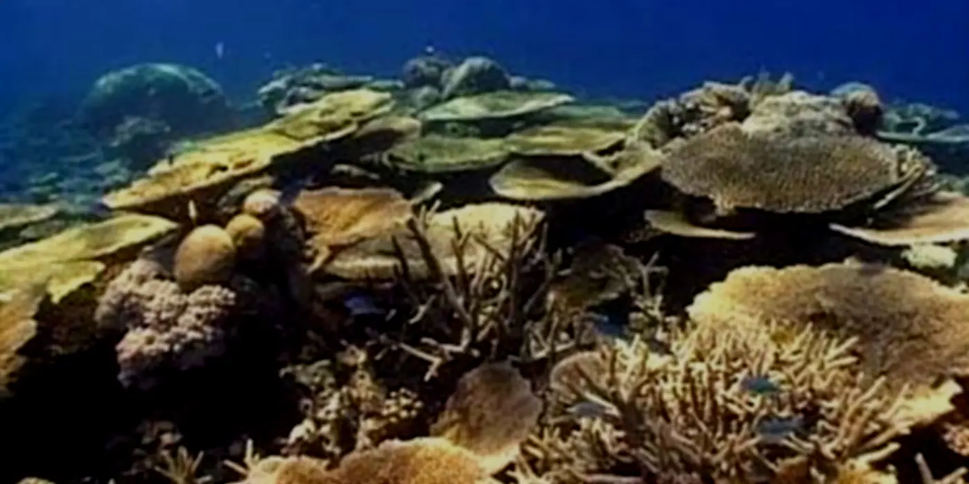Human Disturbance Of The Coral Reef Ecosystem And Proposed Management Strategies For Its Improvement And Restoration