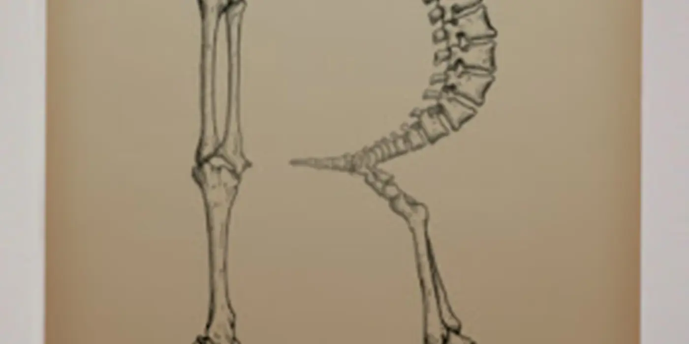Fontes...OSTEOLÓGICAS