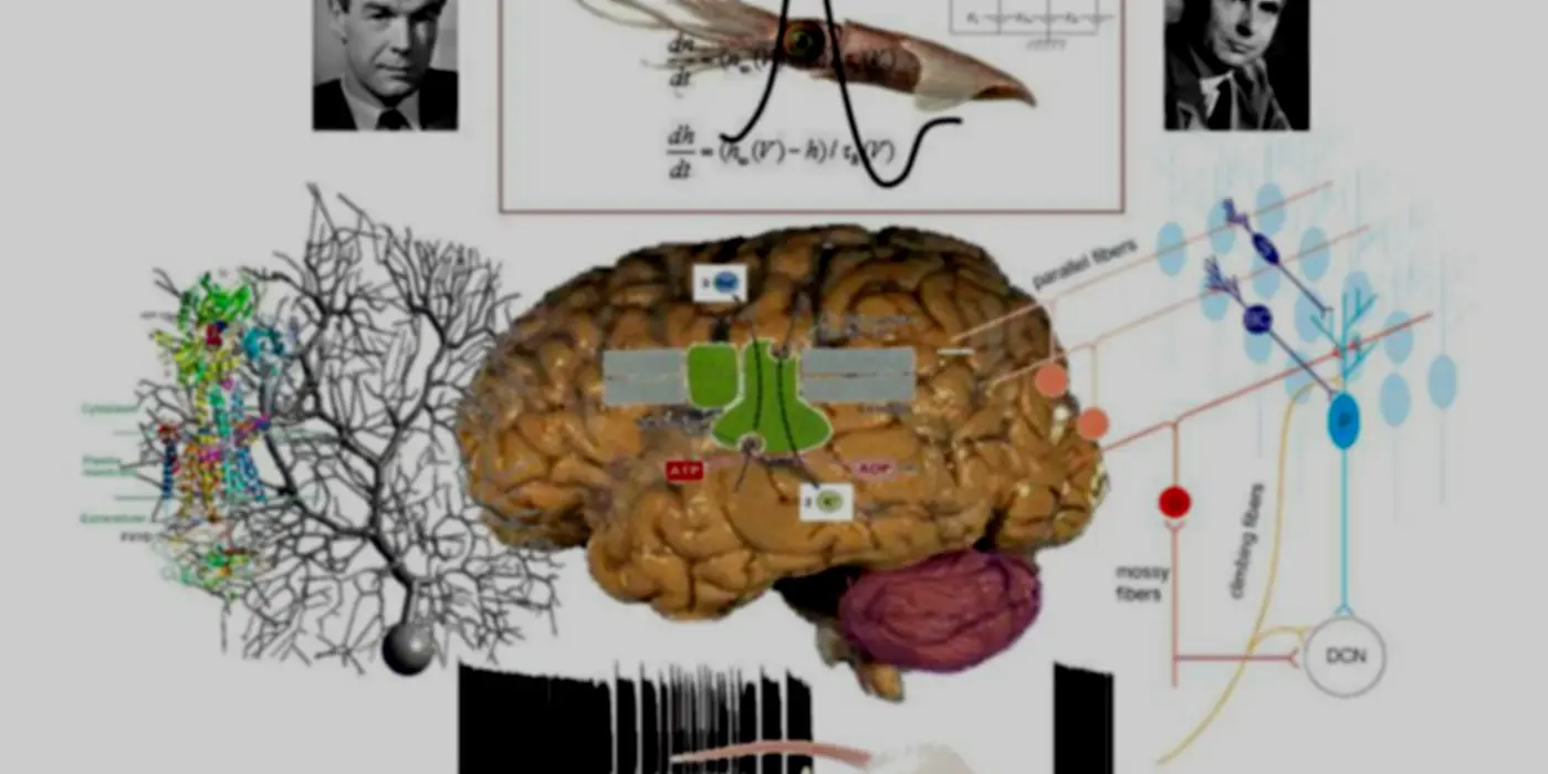 The Neuroscience Reason We Fall Over When Drunk