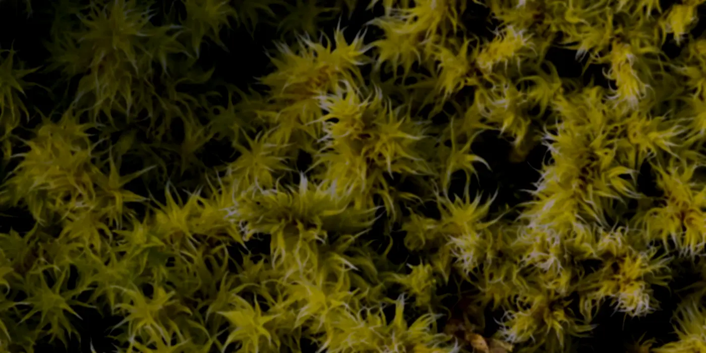 Preconceptions, Evolutionary Strategies And Mosses