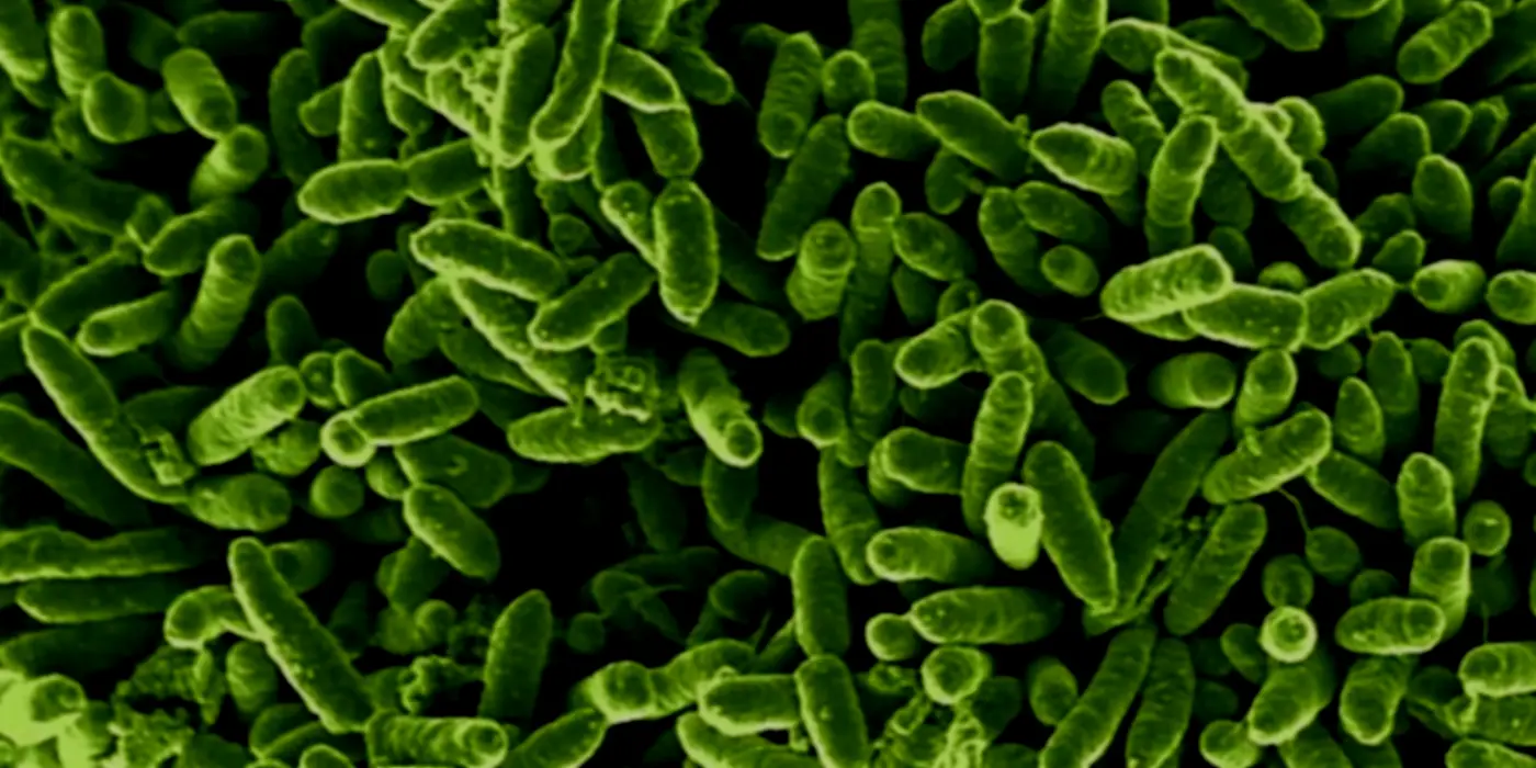 Microbes Plus Organic Waste Means 73% Energy Recovery In Biofuels