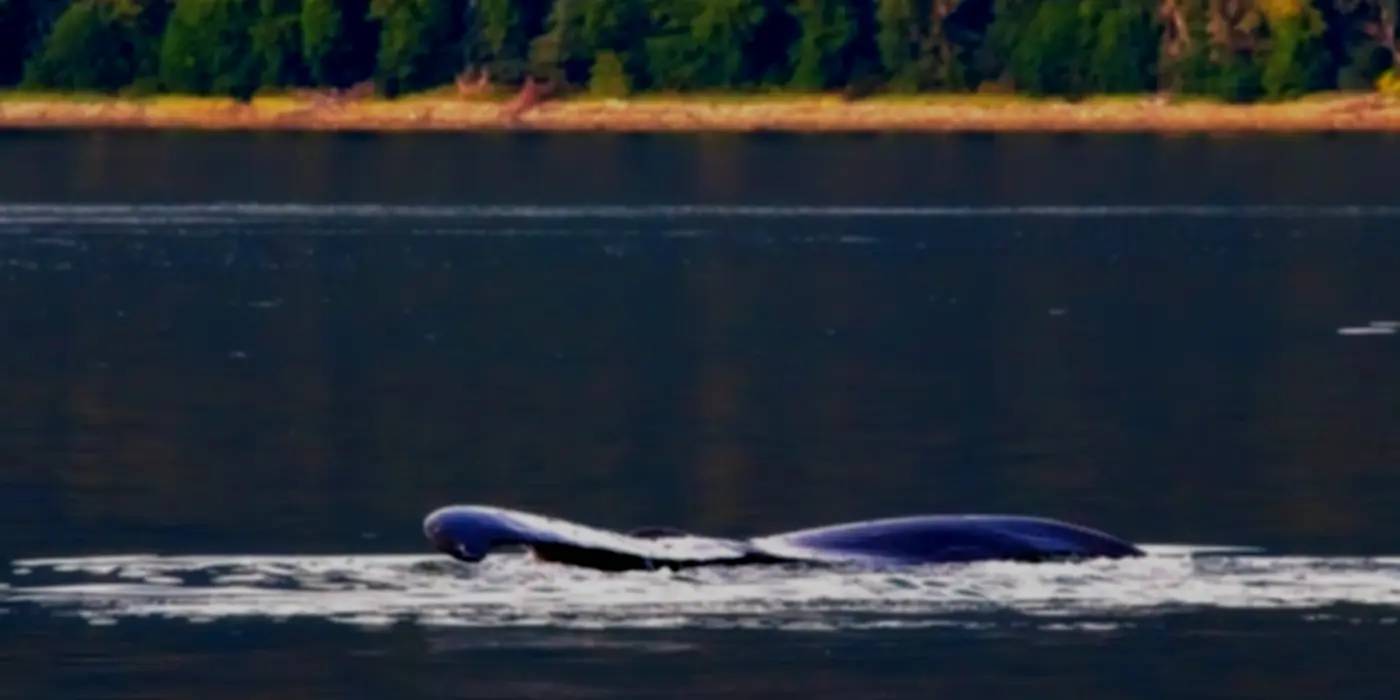‘Ropeless’ Crab Gear Would Put Whales At Greater Risk