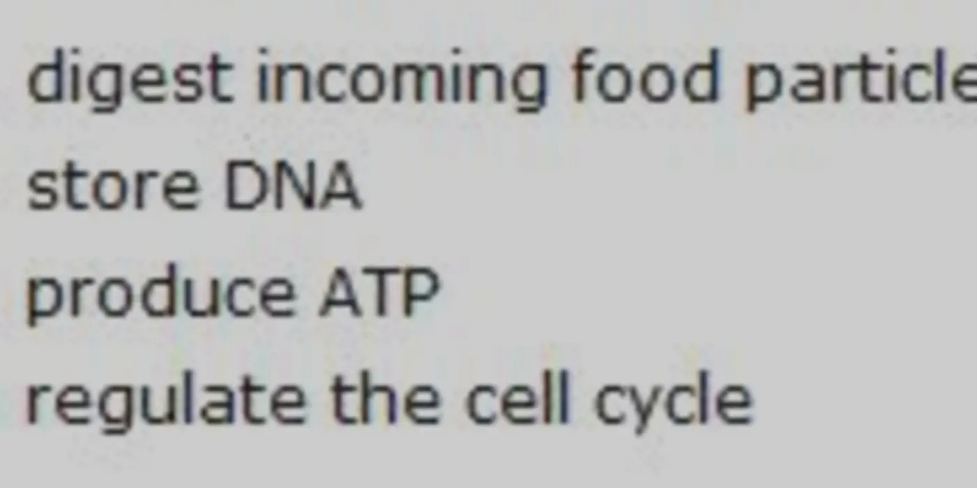 Mitochondria As Regulators Of The Cell Cycle