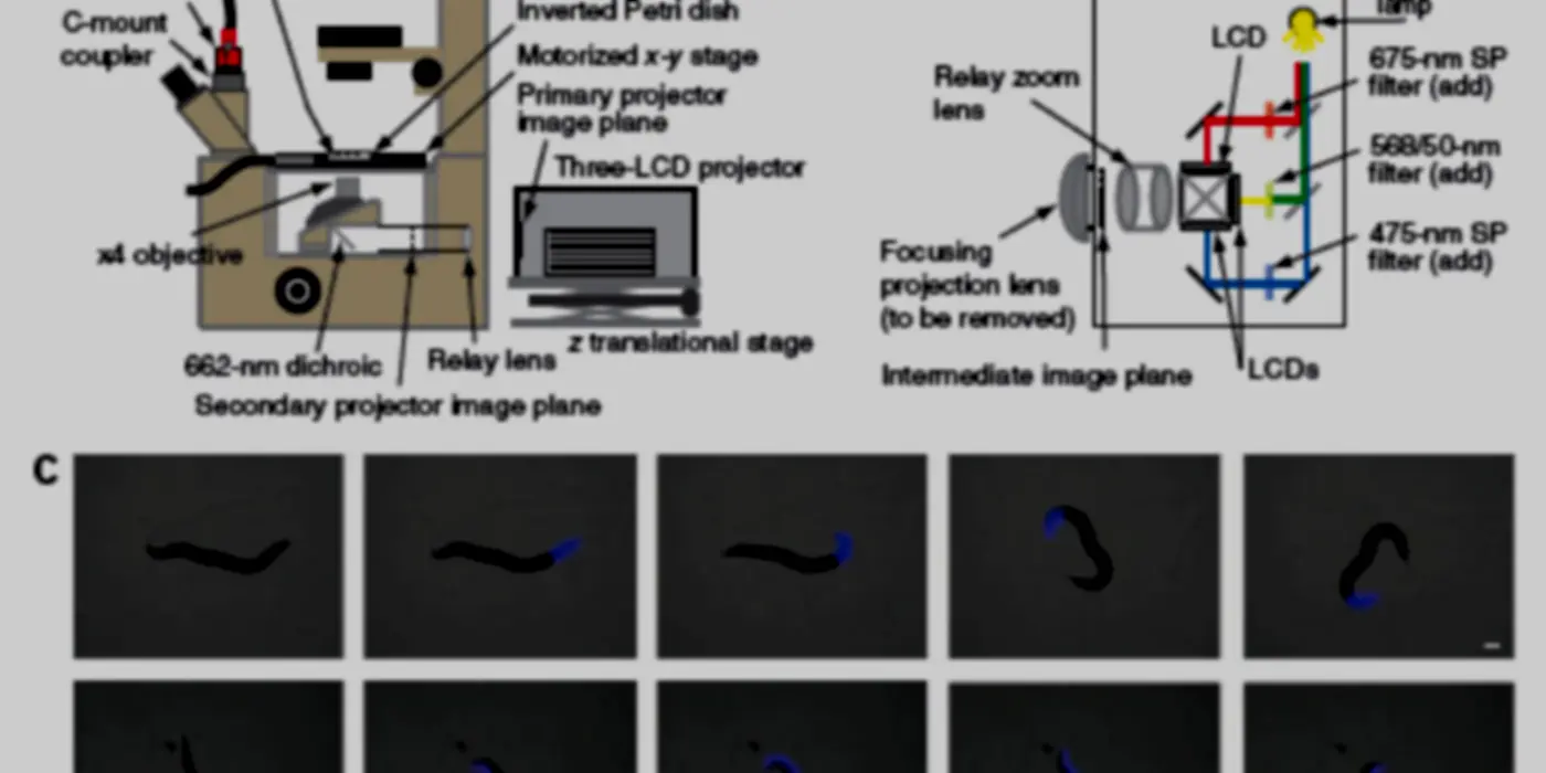 Laser Worms!