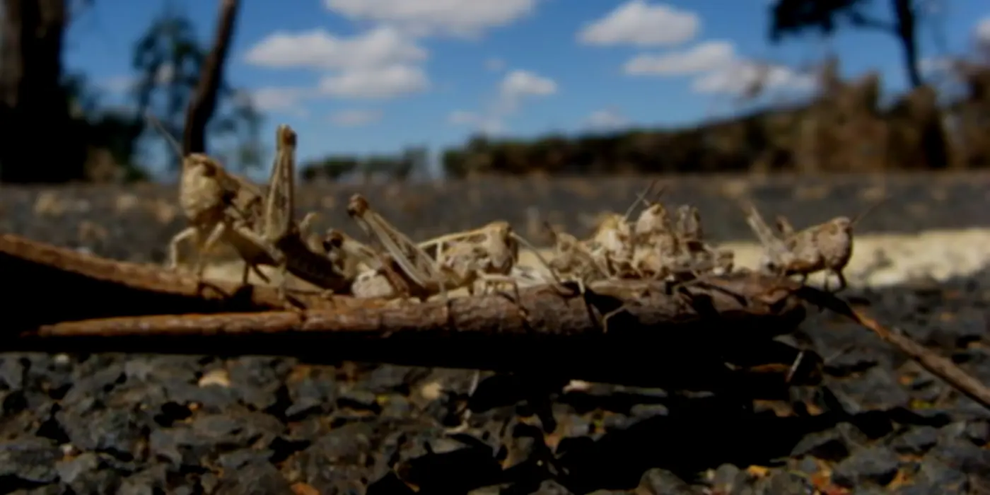While Coronavirus Talk Dominates The US, Few Notice 25 Million Africans Being Devastated By Locusts