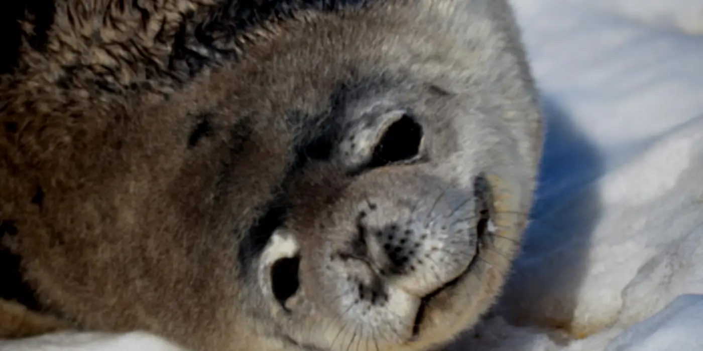 Seals Happy About Global Warming Sea Ice Loss