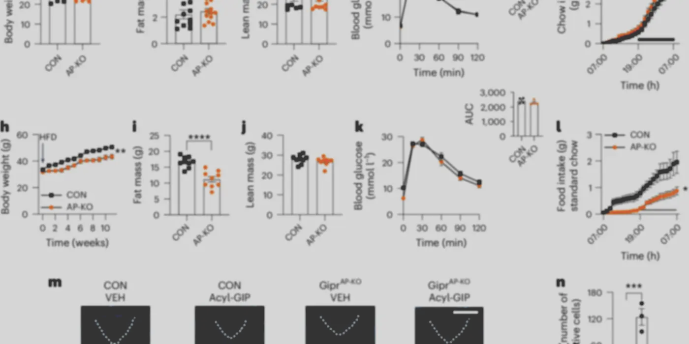 effects_of_giprap-ko_on_standard_chow-fed