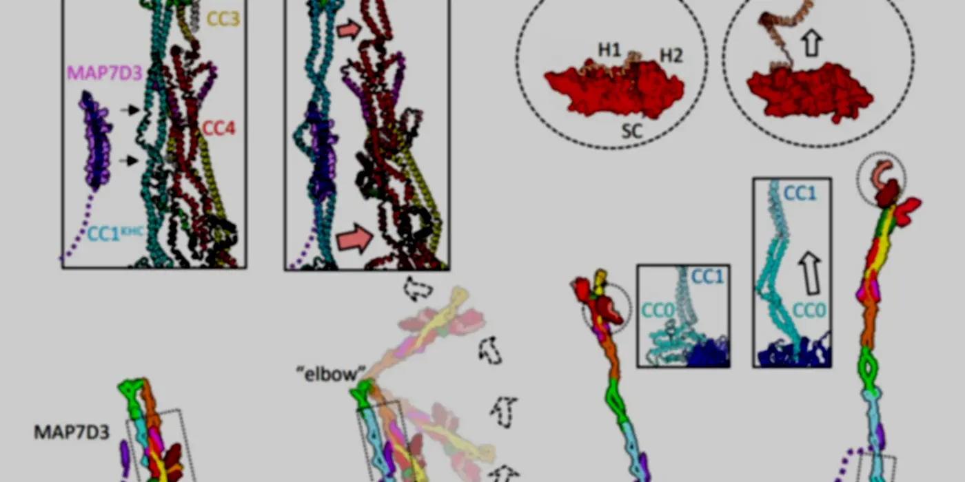 The Enchanted Broomstick Of Kinesin-1