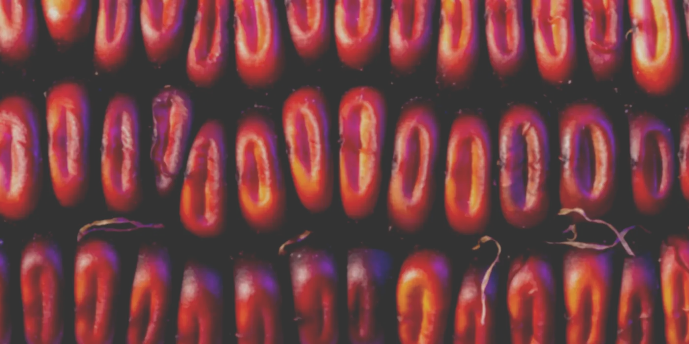 purple_corn