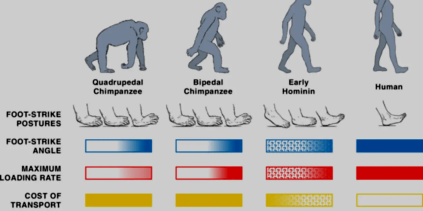 Heel-Toe Mobility Separated Humans From Lesser Primates