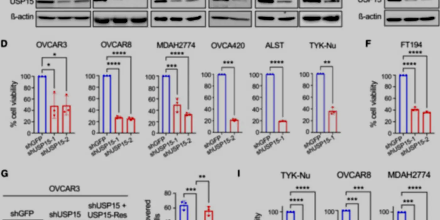 Enzyme USP15 Limits Ovarian Cancer Cells And Boosts Chemotherapy