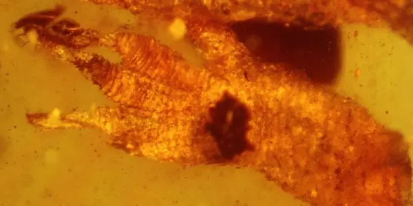 Discovery - Oldest Gecko Fossil Ever
