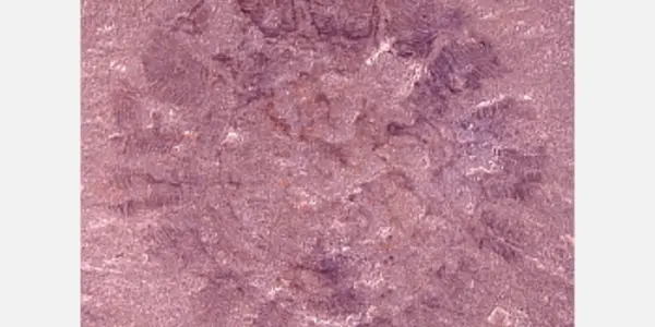 New Fossil Adds 200 Million Years To The Age Of Jellyfish