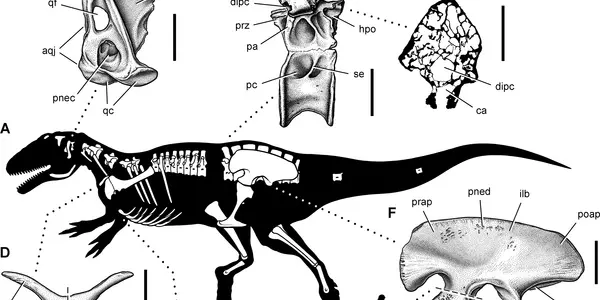 Aerosteon Riocoloradensis: Meat-Eating Dinosaur Had Bird-Like Breathing